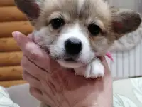 Щенки Вельш корги пемброк, фотография 4