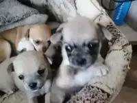 Чихуахуа