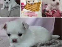 Щенки чихуахуа длинношерстные, фотография 2
