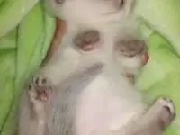 Шотландские котята, фотография 5