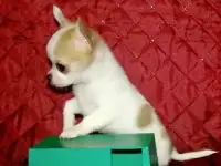 Гладкошерстные миниатюрные чихуахуа