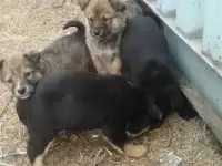 Щенки от уной охранной собаки