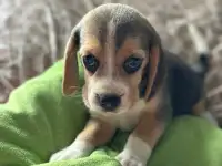 Щенки