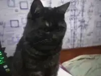 пропал котик