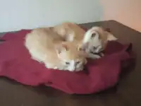 Котята от домашней кошечки, фотография 2