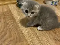 Британские котята, фотография 6
