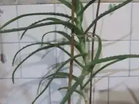 Алоэ