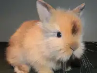 Маленькое чудо), фотография 2