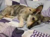 Ласковый и спокойный Тоша ждёт Вас!
