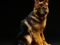 Щенок немецкой овчарки, фотография 2