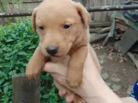 Щенки, фотография 2