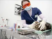 Ветврач стоматолог на Каховке.