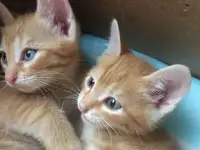 Отдам в добрые руки котят