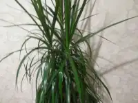 Продам комнатные растения, фотография 2