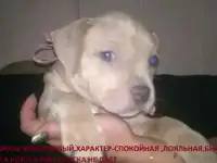 Щенки.Питбуля., фотография 2