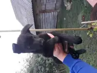 Продам щенков немецкой овчарки