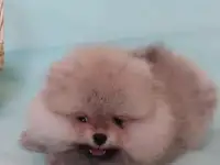 Продается, фотография 2