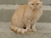 Шотландский котик, взка