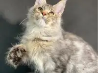 Котята полидакты разных окрасов, фотография 4