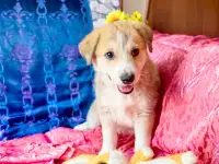 Щенки лабрадористые, фотография 2