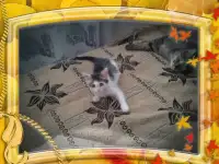 Котенок в добрые руки.