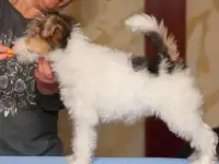 Фокстерьера жесткошёрстный, фотография 4