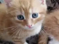 Отдам котёнка