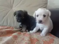 щенки