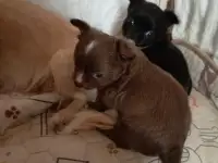 Щенки Чихуахуа