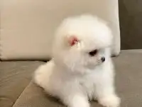 Померанский шпиц тип медведя