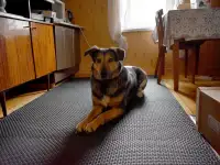 Собака Бара ждёт любящих хозяев., фотография 7