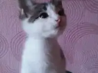 В домашние любимцы