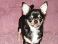 Мальчик чихуахуа, фотография 3