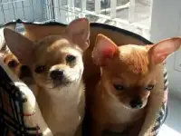 отличные щенки чихуахуа, фотография 3