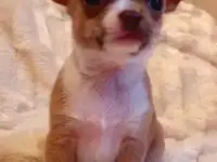 Чихуахуа щенки, фотография 11