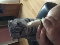 Шотландка вислоухая – колибри!!!, фотография 5