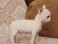 Щенок чихуахуа мальчик