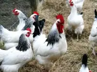 Цыплята адлерской серебристой