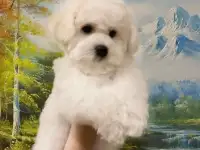 Бишон Фризе