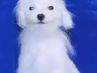 мальтезе мини мальчик для себя
