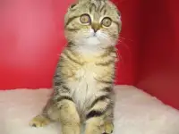 Шотландские котята из питомника