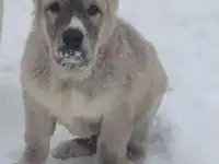 АЛАБАИ