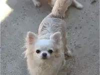 отдам недорого девочку чихуахуа