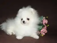 Шпиц щенки, фотография 6