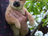Сиба ину щенки РКФ