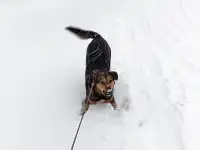 Собака Бара ждёт любящих хозяев., фотография 8