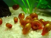 Улитка для аквариума