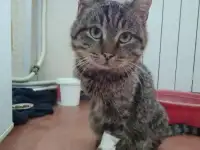 Коту нужна Ваша помощь