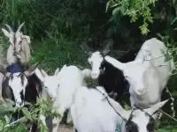 Продам коз