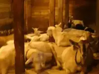 зааненские козочки